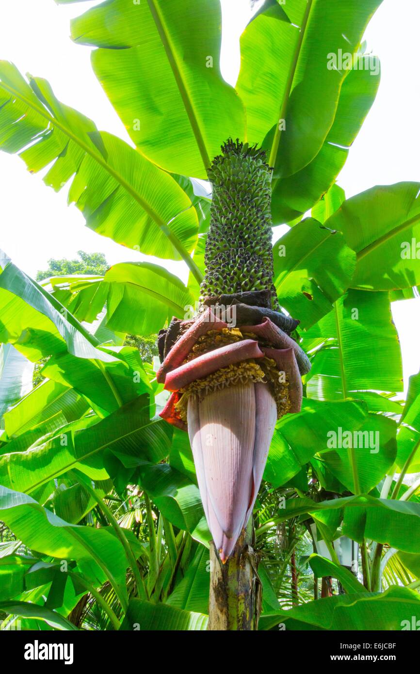 Banana bush in Singapore Stock Photo Alamy