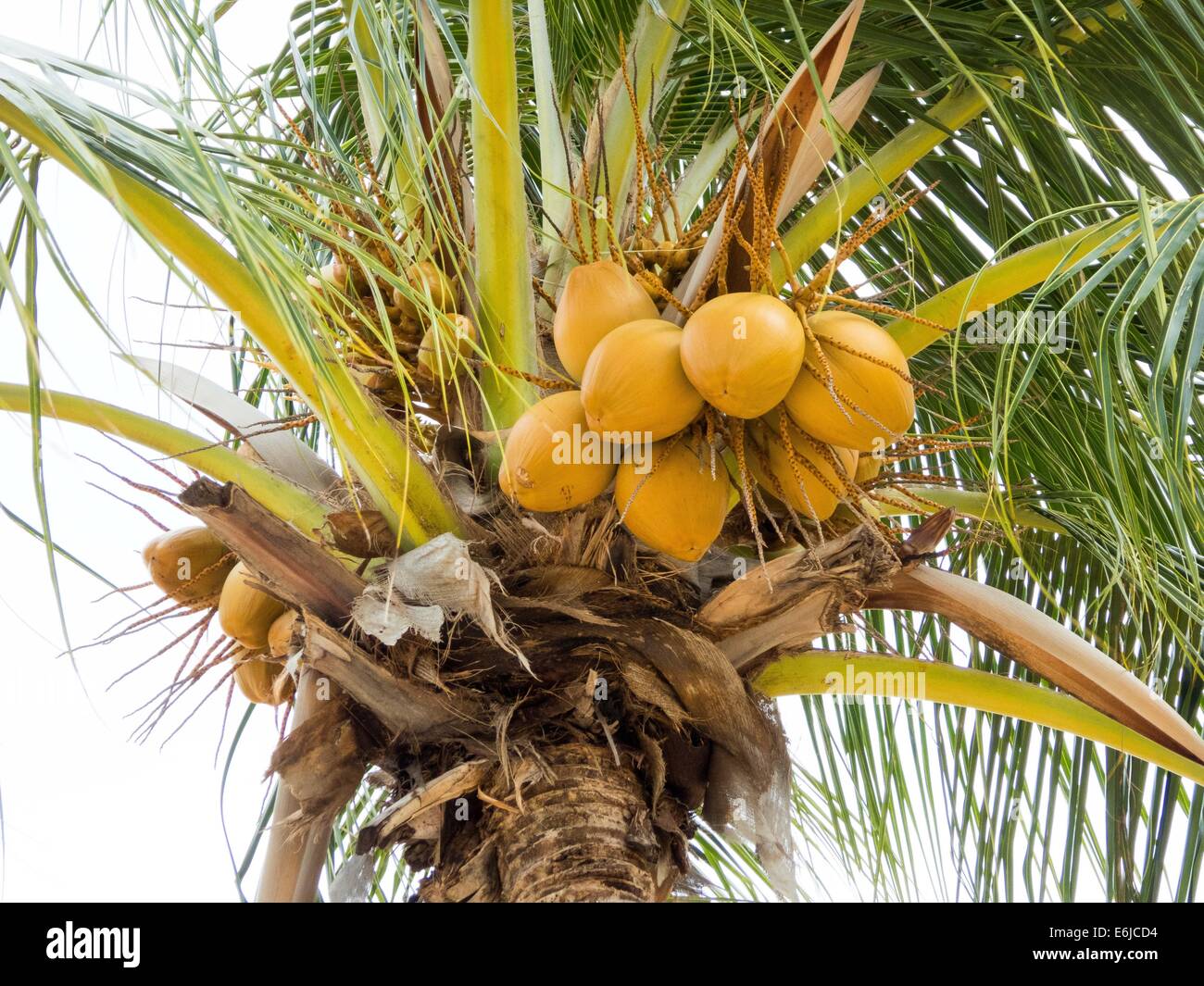 coconut with fruits, Cocos nucifera Stock Photo