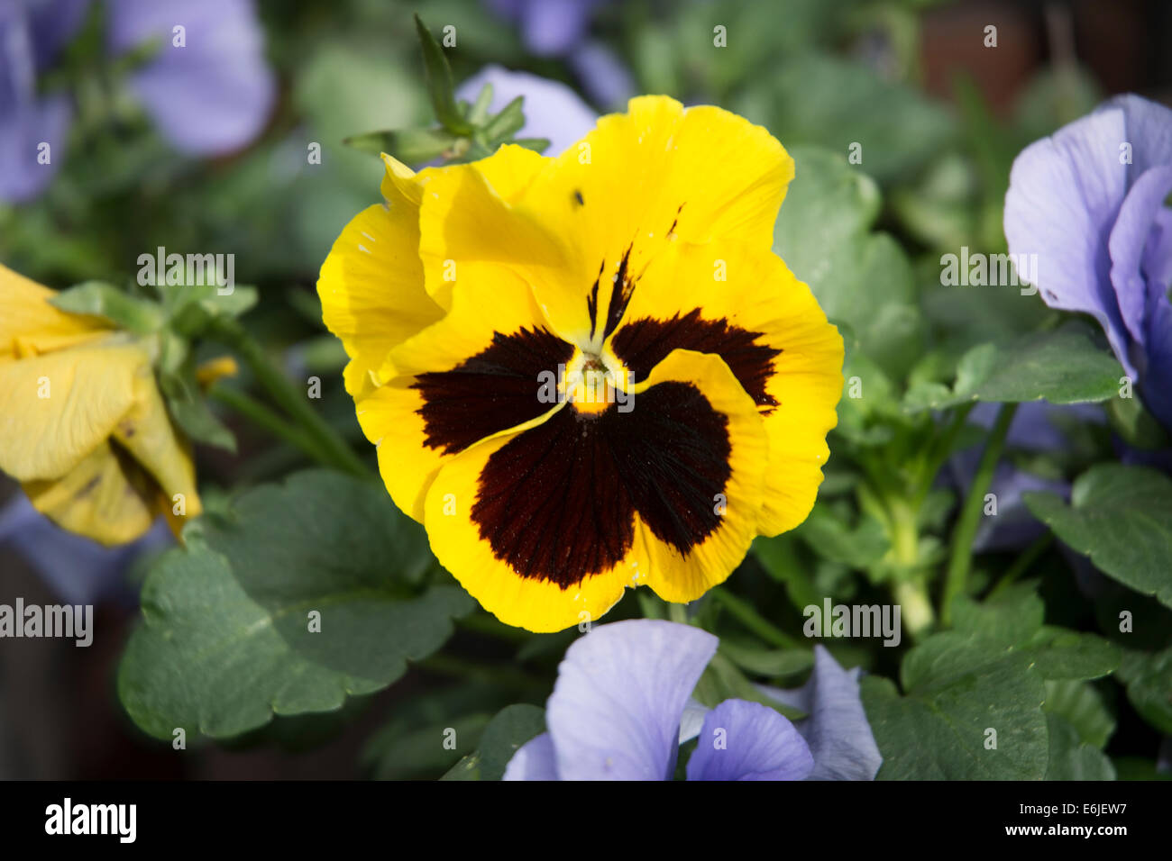 Yellow Pansy Flower Stock Photo - Alamy