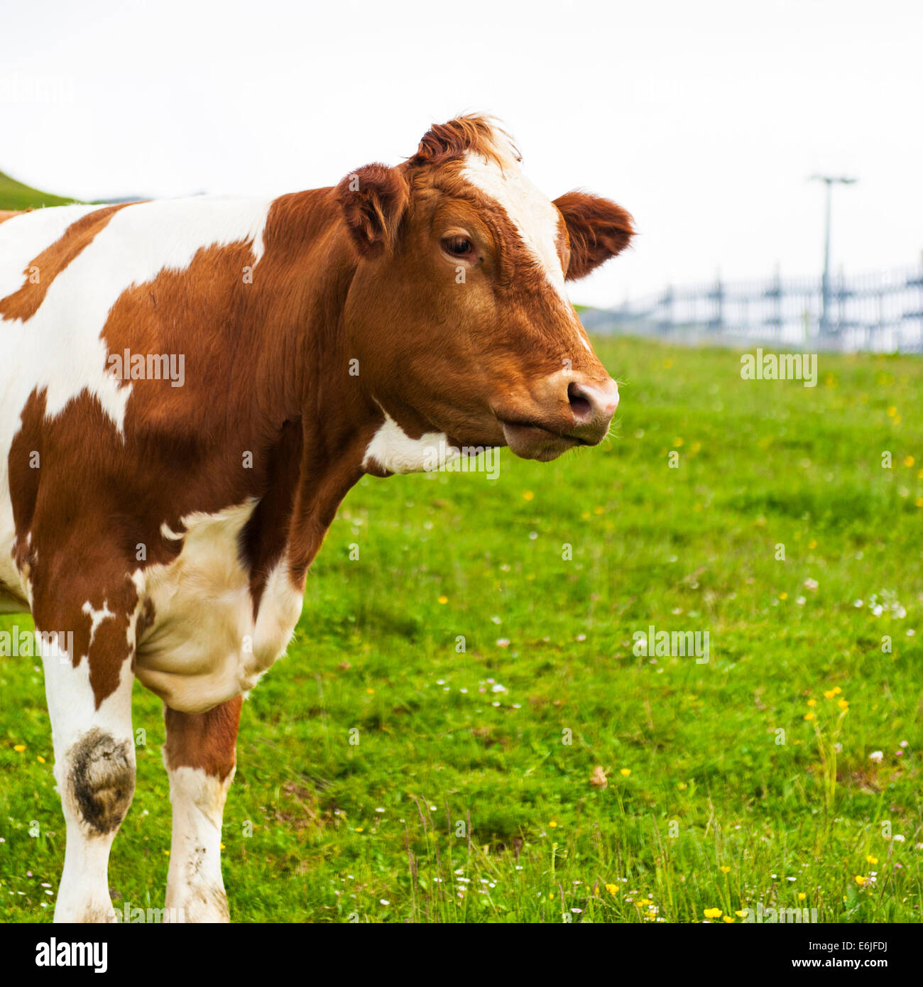Brown Pinzgau Cow on Kitzbuheler Horn, Kitzbuhel Stock Photo