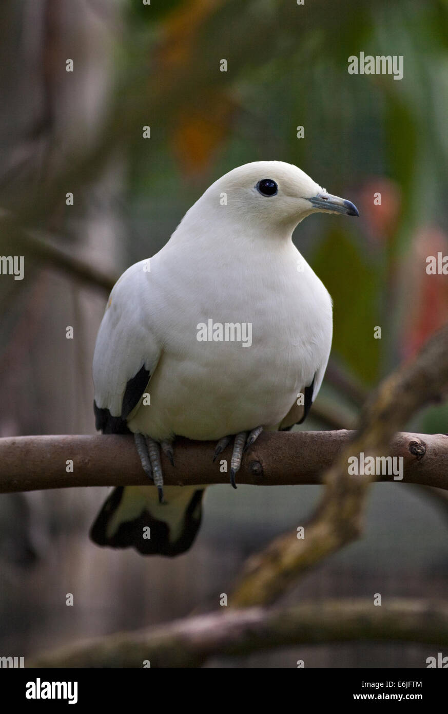 Pied Imperial Pigeon (ducator bicolour) Stock Photo