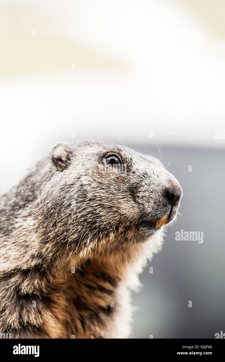 Marmot in Austria Stock Photo