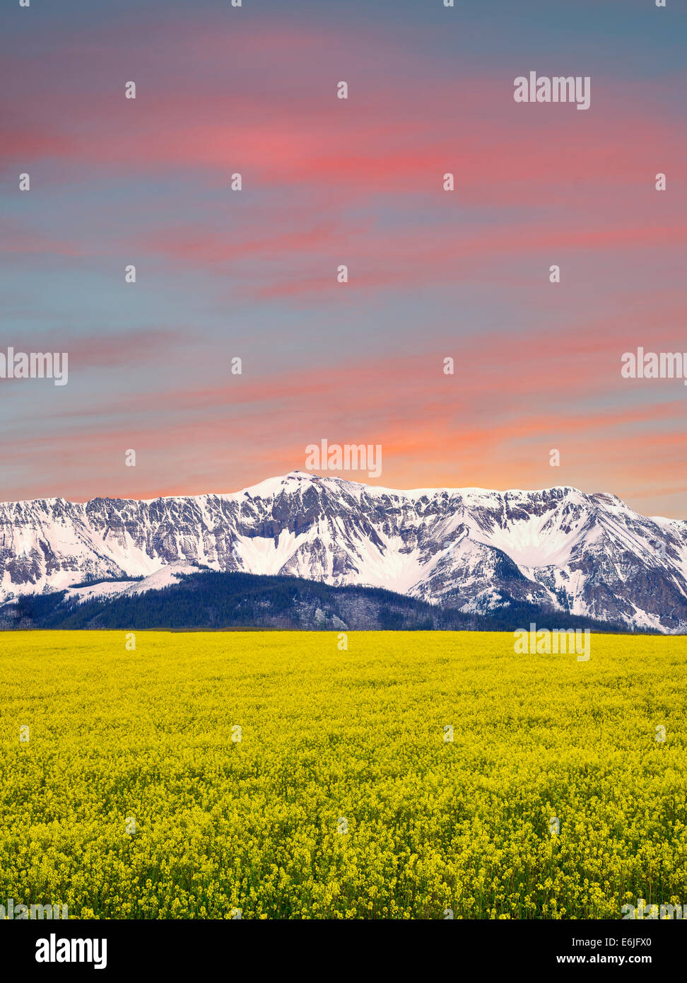 Field of mustard with snow covered Wallowa Mountains. Oregon Stock Photo