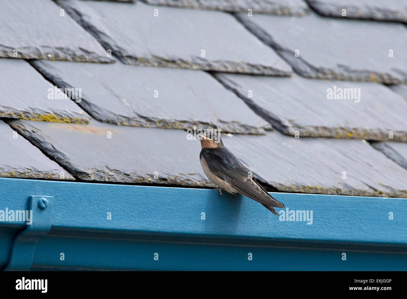 Juvenile swallow Hirundo Rustica perched on a gutter during August in the U.K. Stock Photo
