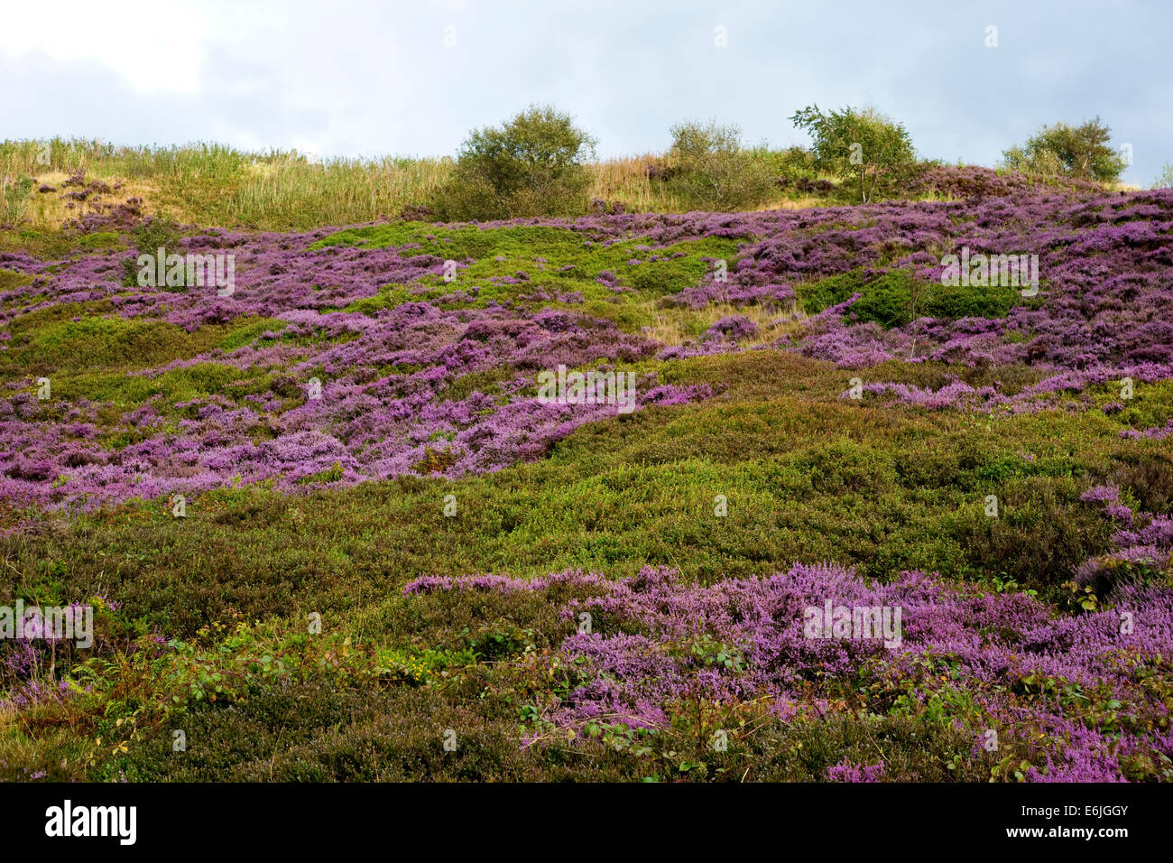 Purple heather Calluna vulgaris flowering on the Yorkshire Moors in August Stock Photo