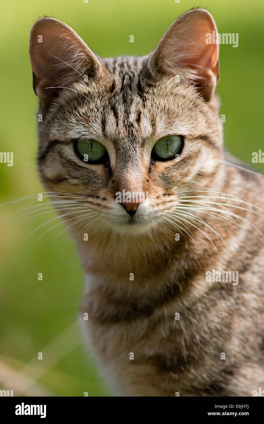 Striped Tabby Cat Staring At Camera Stock Photo