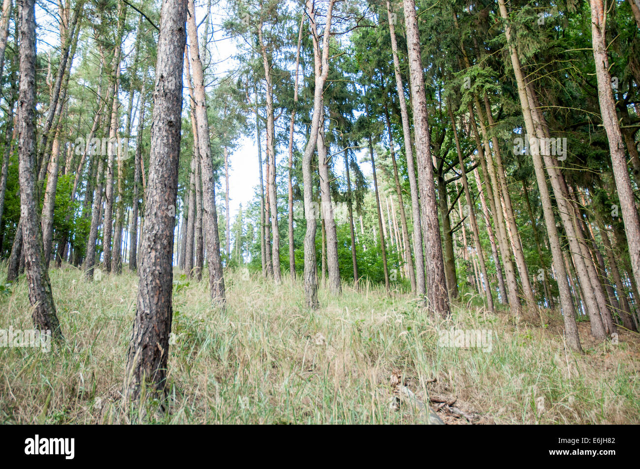 pine tree forest Stock Photo - Alamy