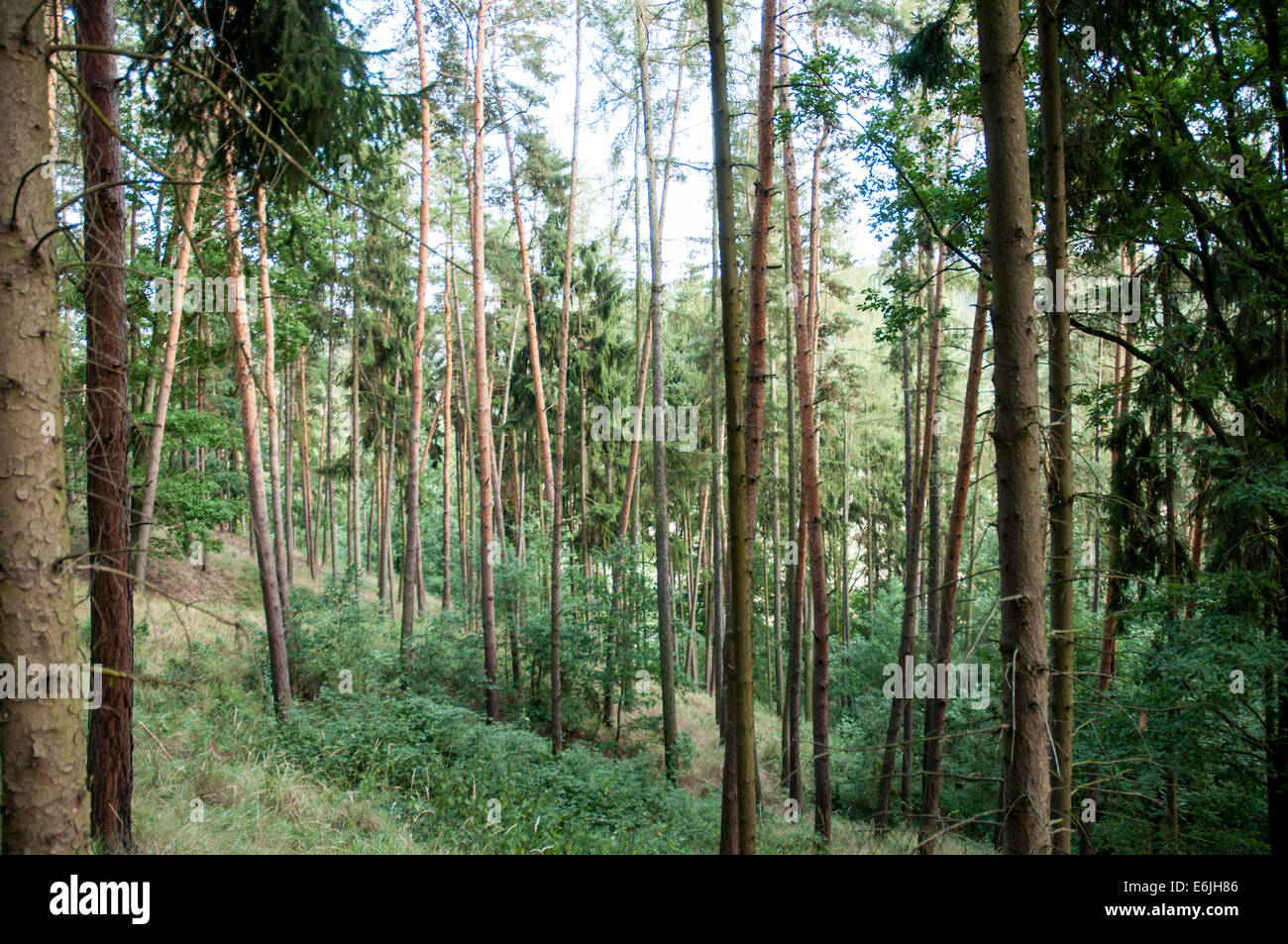 pine tree forest Stock Photo - Alamy