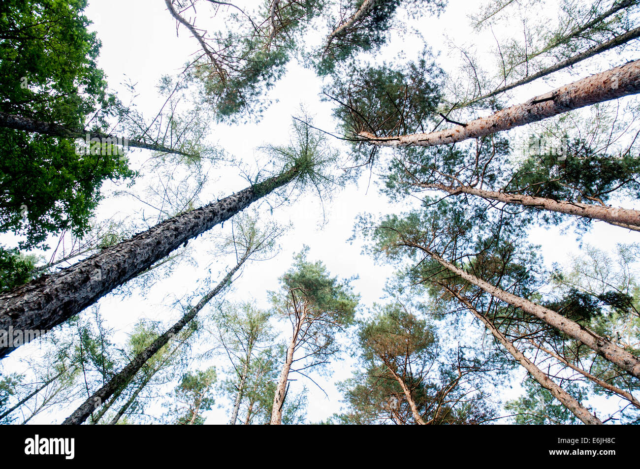 treetops vertigo view in the forest Stock Photo - Alamy