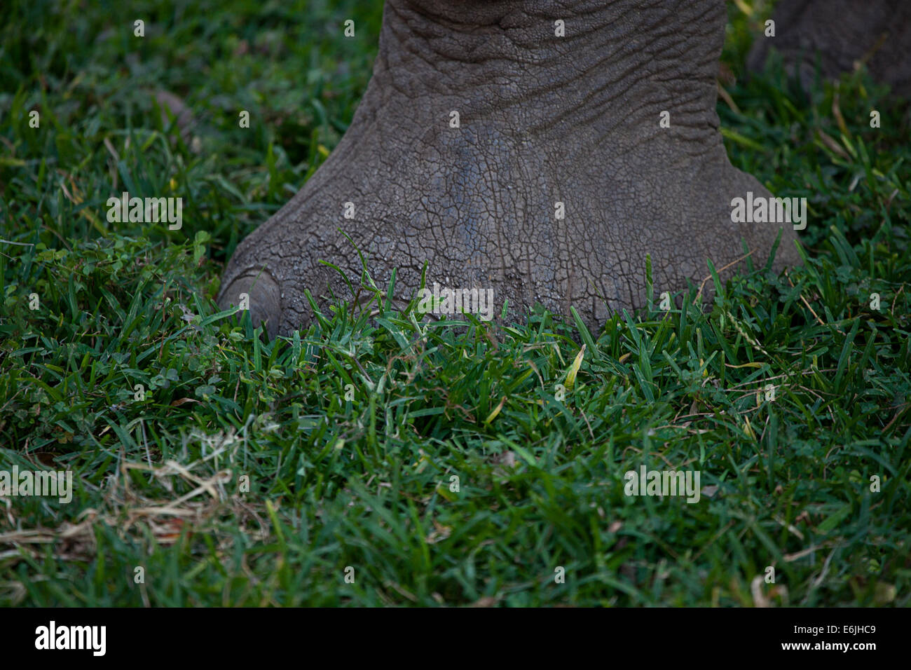 Close up of elephants foot Stock Photo