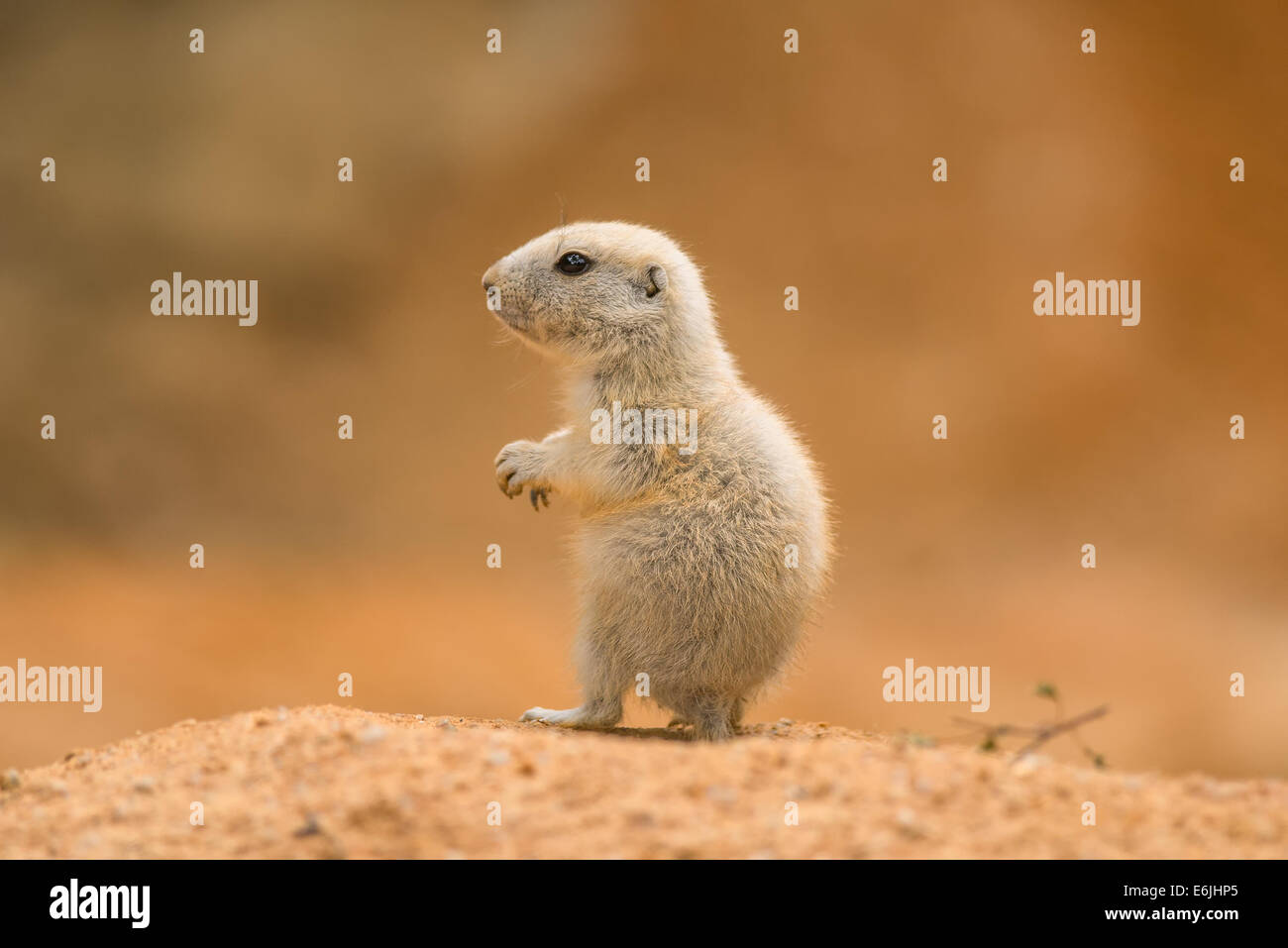 Baby prairie dog (genus cynomys) Stock Photo