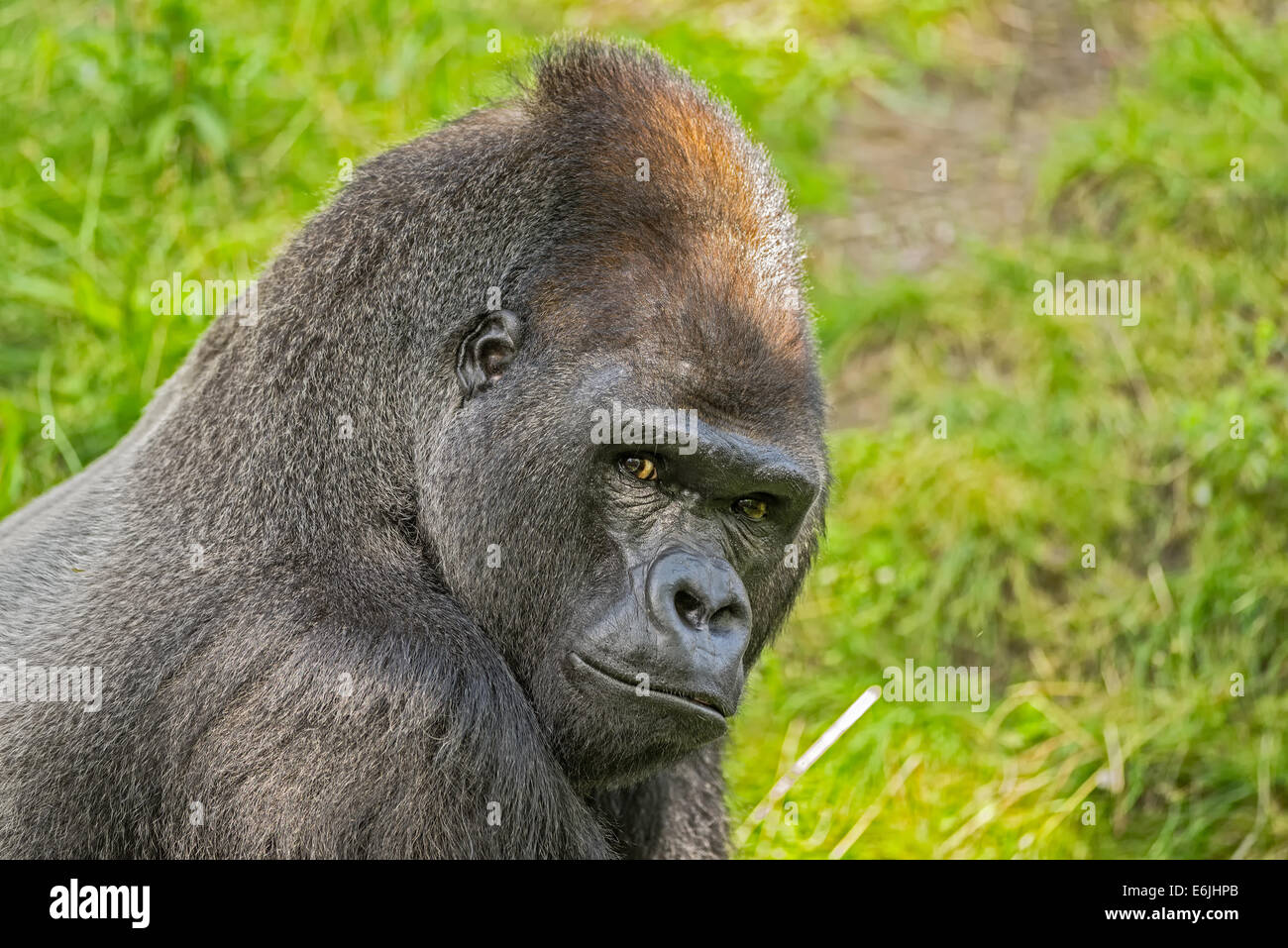 Portrait shot of a big western lowland gorilla Stock Photo