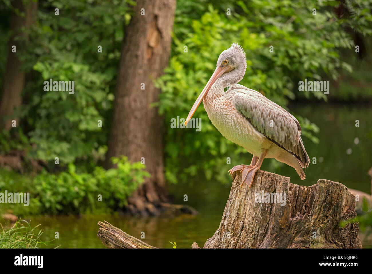 Great white pelican (Pelecanus onocrotalus) also known as the eastern white pelican, rosy pelican or white pelican Stock Photo