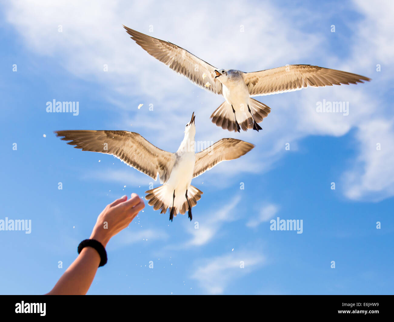 Girls Hand Feeding Seagulls Against The Background Of Blue Sky Stock