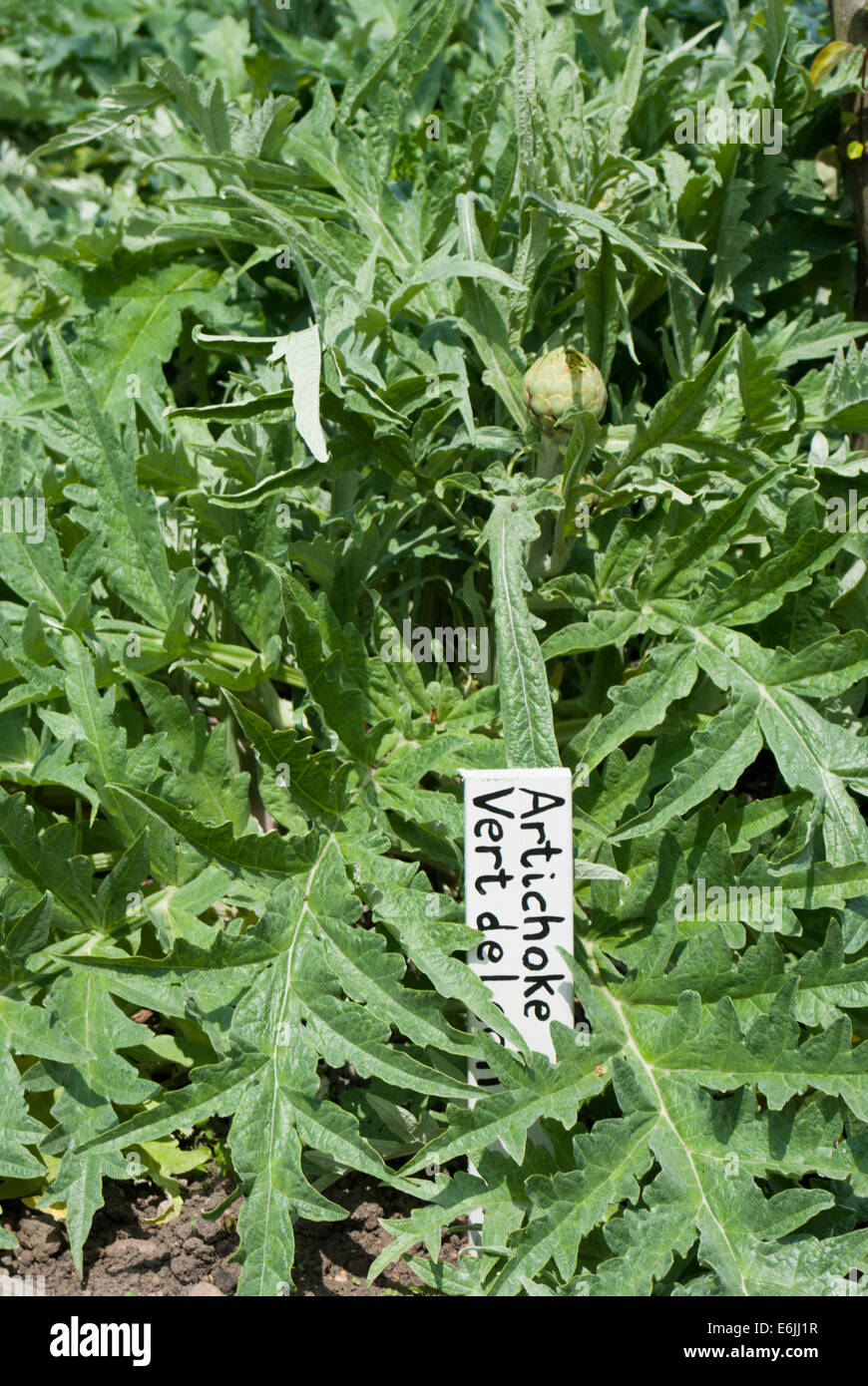 Vegetable patch growing artichoke vert de laon Stock Photo