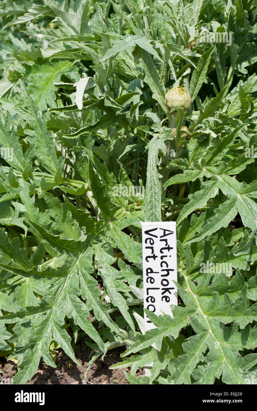 Vegetable patch growing artichoke vert de laon Stock Photo