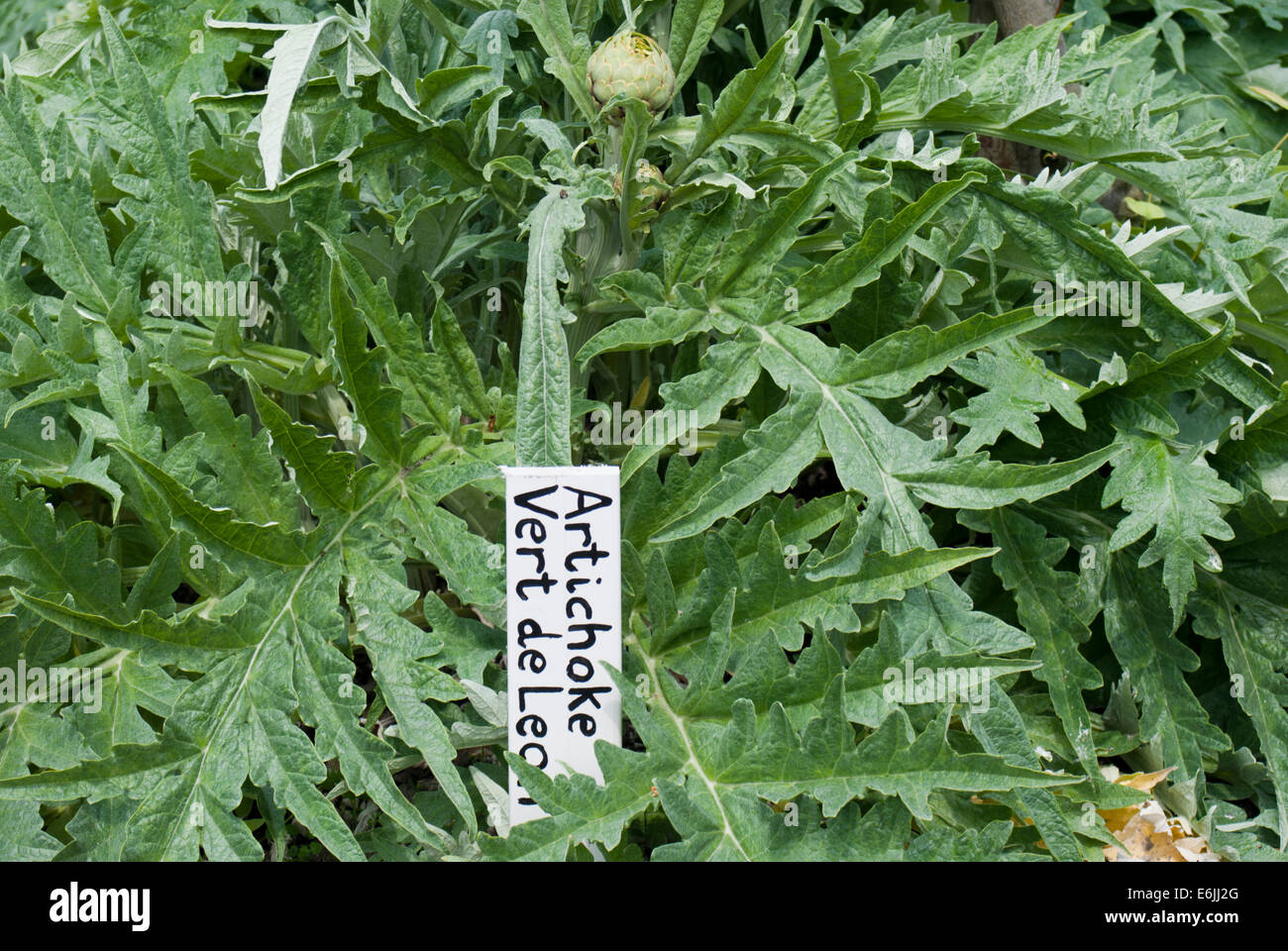 Vegetable patch growing artichoke vert de laon Stock Photo