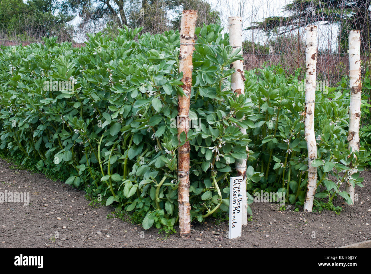 Vegetable patch growing Broad beans Stock Photo Alamy