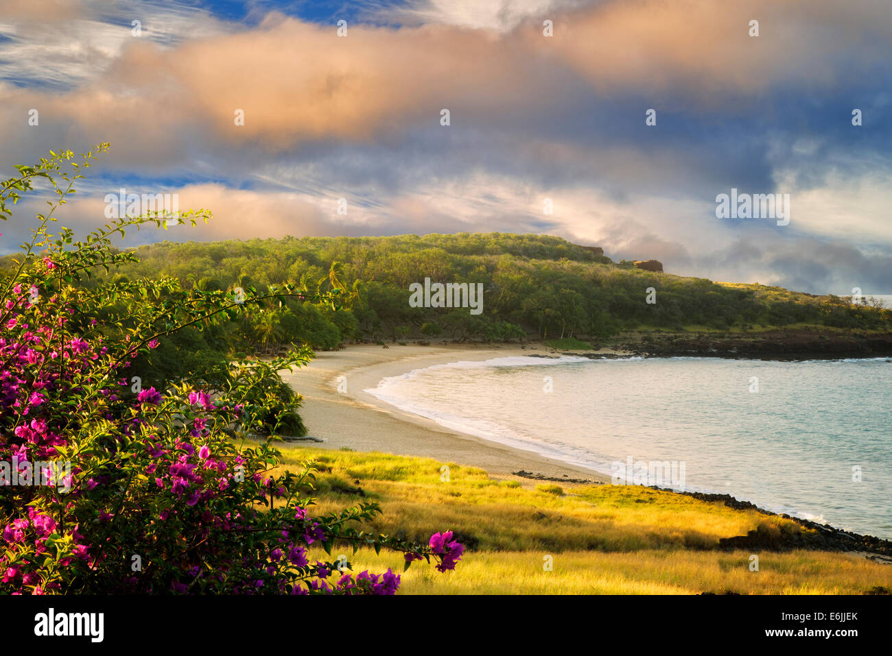 Beach at Four Seasons with Bougainvillea flowers. Lanai, Hawaii. Stock Photo