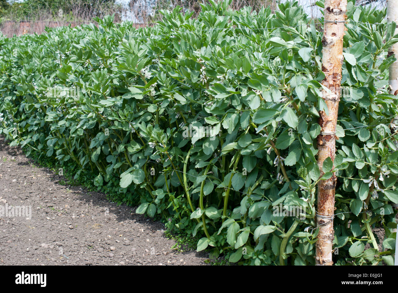 Broad beans support hires stock photography and images Alamy