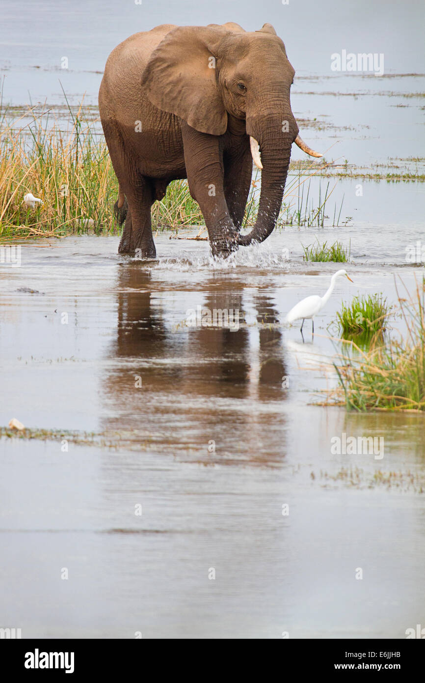 Male African elephant drinking water, Zambezi River, Africa Stock Photo
