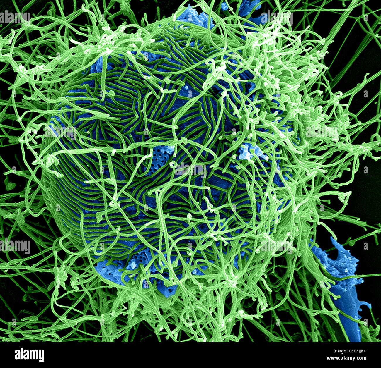 Microscopic view of the Ebola virus. Colorized scanning electron micrograph of filamentous Ebola virus particles attached to and budding from a chronically infected VERO E6 cell. Stock Photo