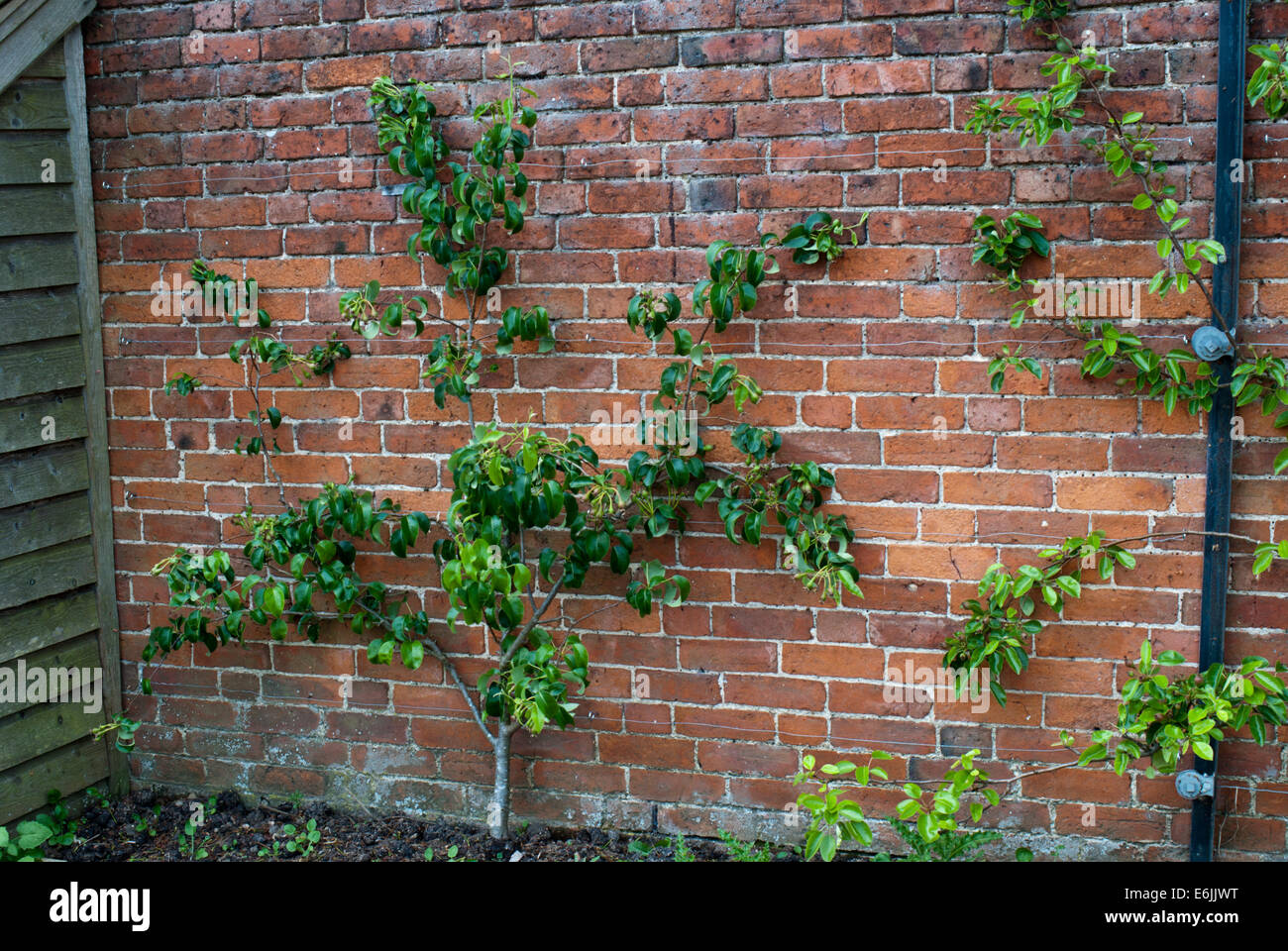 A pear tree in the process of being trained, against a garden wall Stock Photo