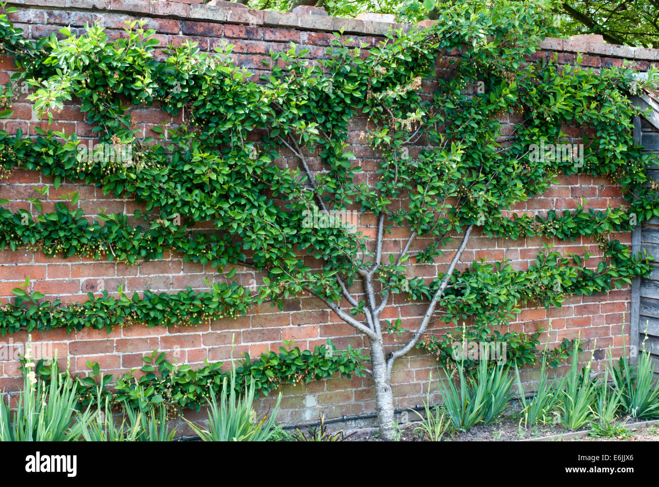 Fan trained cherry tree growing against a garden wall Stock Photo
