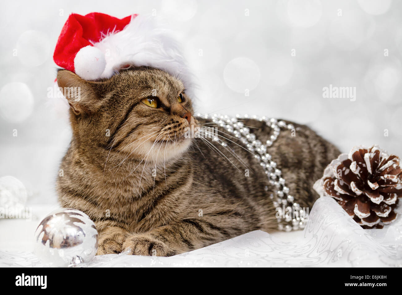 European cat with Christmas decorations Stock Photo Alamy