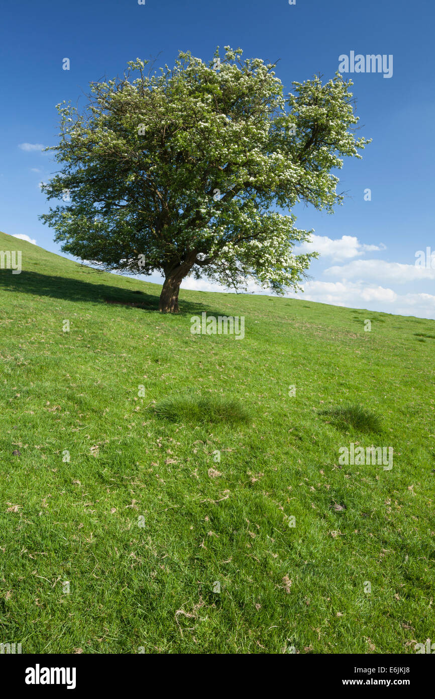A solitary hawthorn tree full of white spring flower on the slopes of Honey Hill near Cold Ashby in Northamptonshire, England Stock Photo