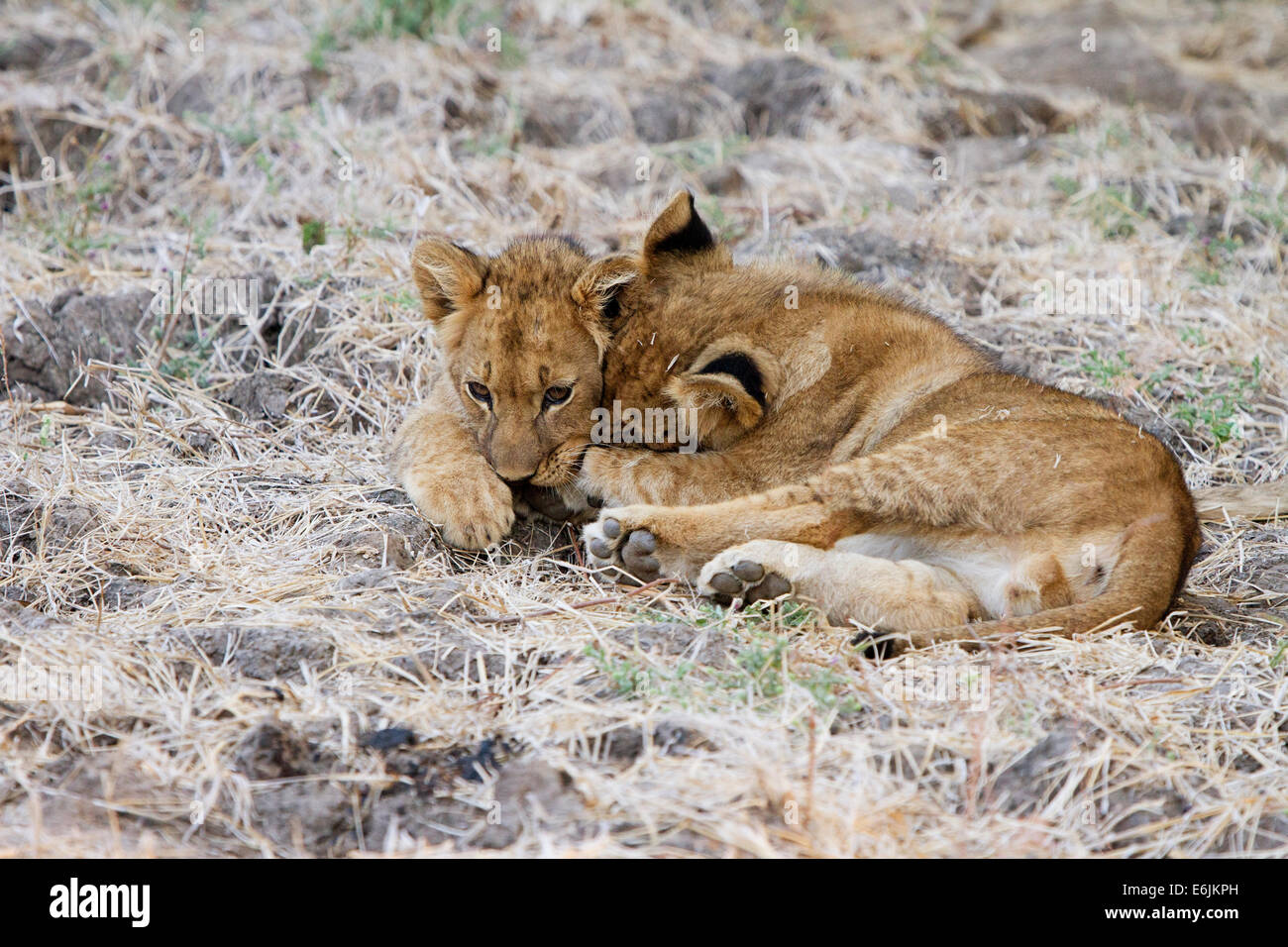 Lion cubs playing together, Zambia, Africa Stock Photo