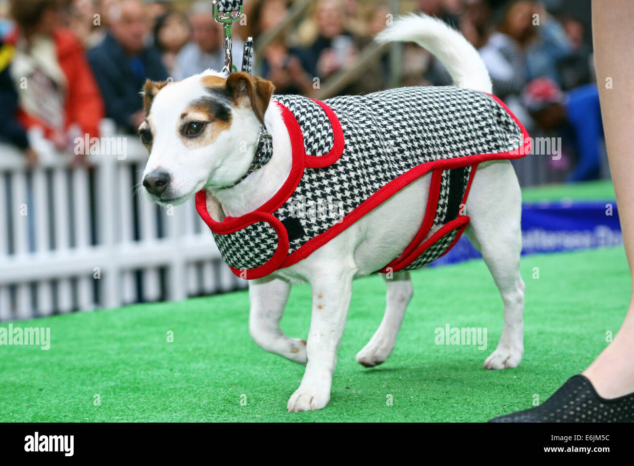 London, UK. 25th August 2014. Dogs taking part in the canine fashion show at the Old Spitalfields Market Paw Pageant 2014, London. A host of doggy dudes donned couture designer fashions from the queen of canine couture, Lilly Shahravesh of LoveMyDog to fund raise for Battersea Dog & Cats Home in a special doggy fashion show. Each dog was accompanied by models wearing a selection of fashions from NW3, Oliver Bonas, Albam, Jigsaw Menswear, Hackett, Traffic People, Jones and Jones and Shoe Embassy. Credit:  Paul Brown/Alamy Live News Stock Photo