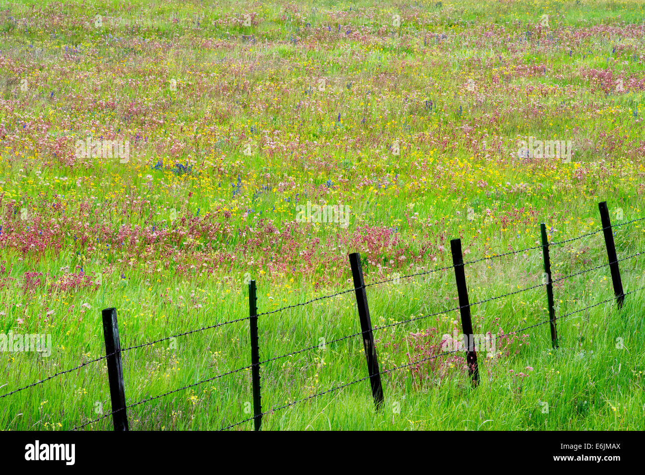 Fence line with wildflowers. Zumwalt Prairie Preserve, Oregon Stock Photo