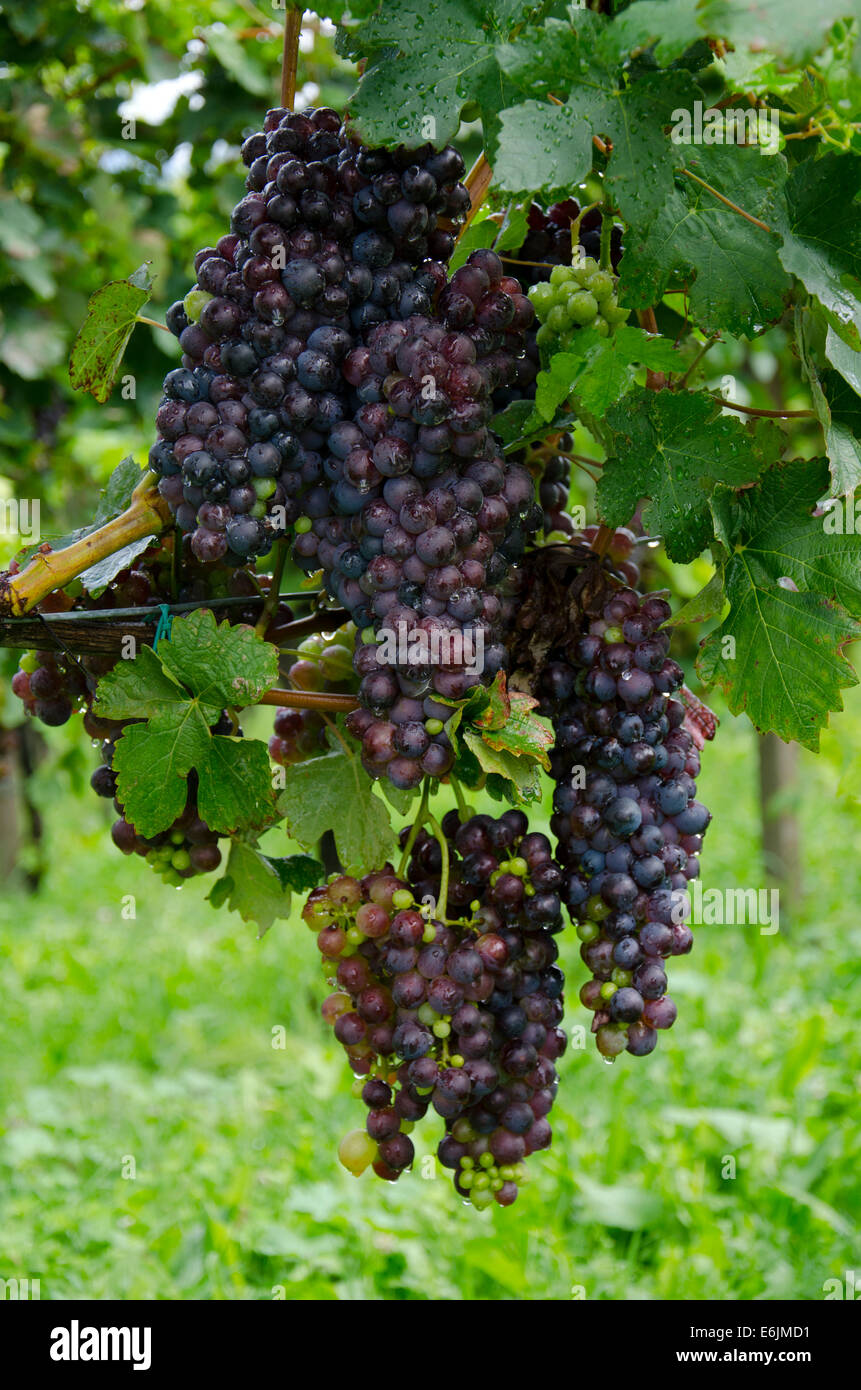 Grape cluster hi-res stock photography and images - Alamy