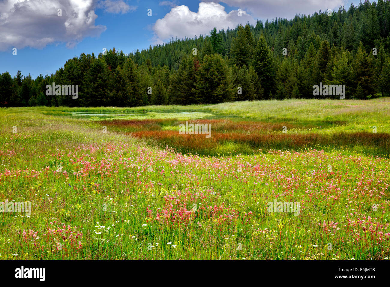 Prairie Smoke wildflowers in field near Enterprise, Oregon Stock Photo