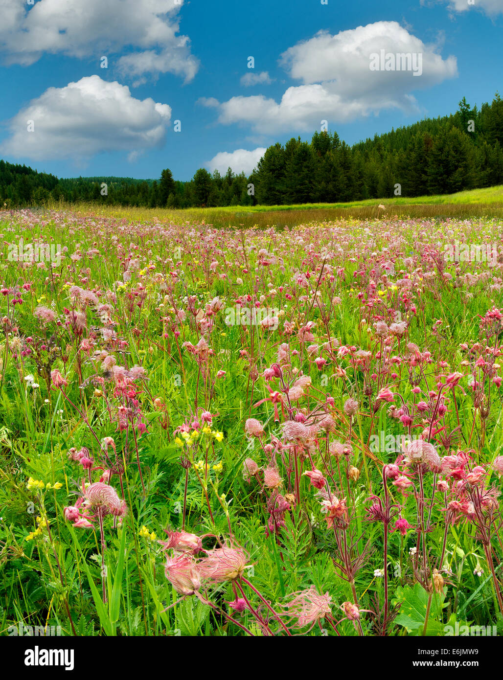 Prairie Smoke wildflowers in field near Enterprise, Oregon Stock Photo