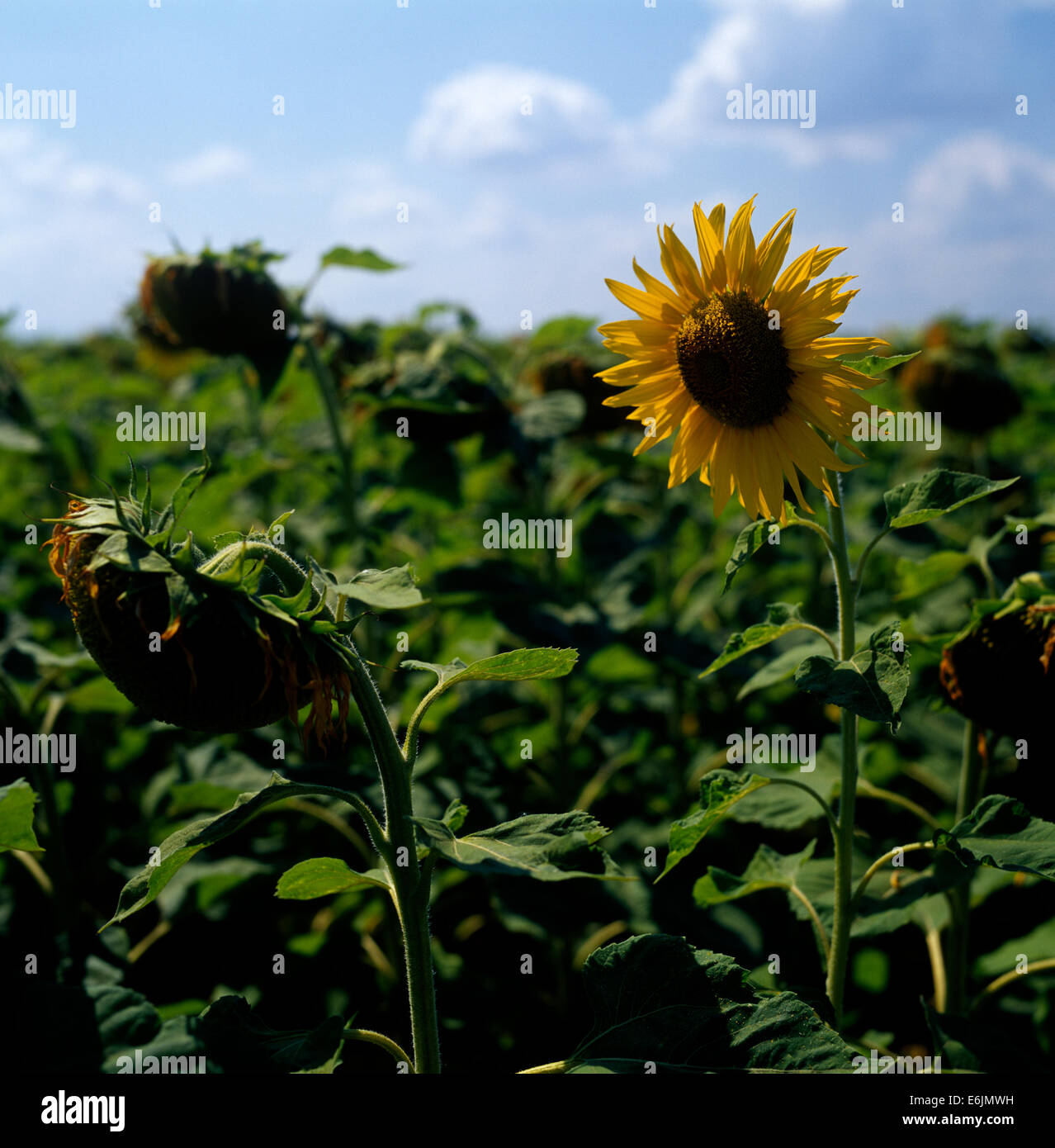 Sunflowers in a field Stock Photo - Alamy