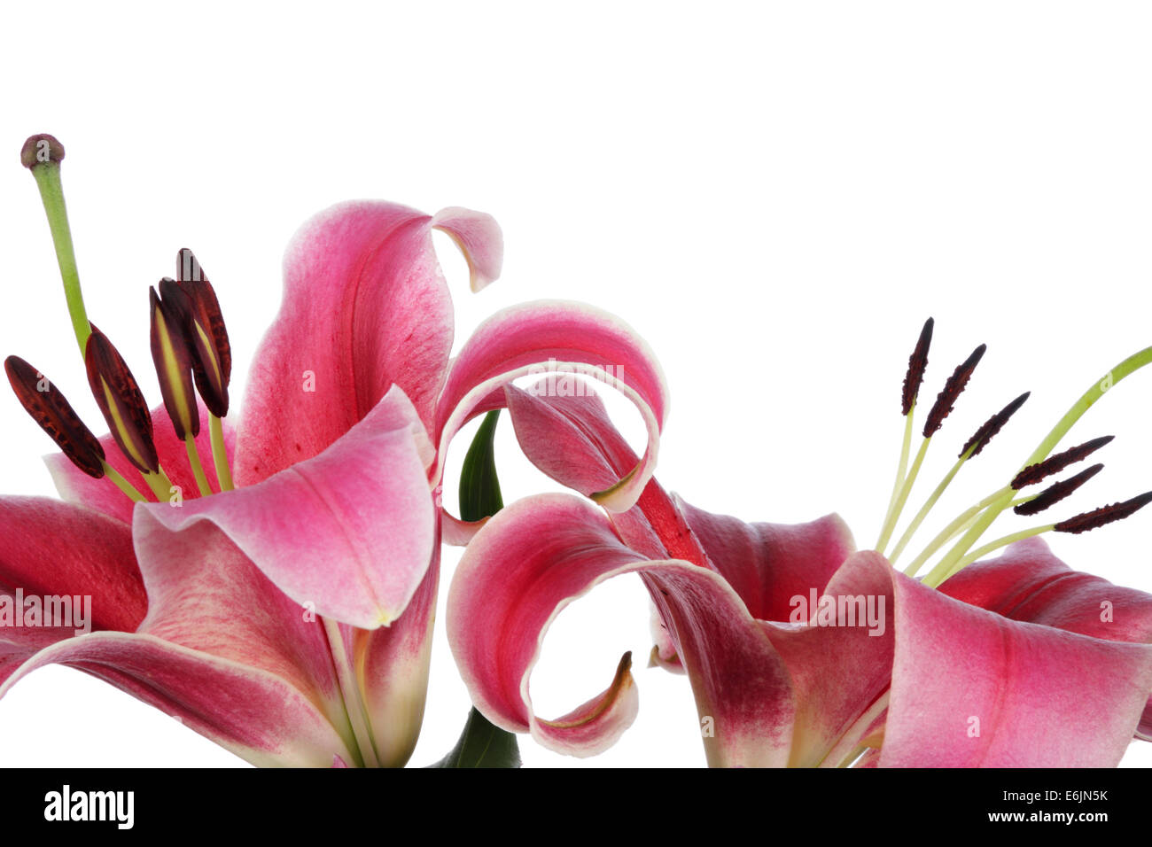 Lilies. Pink flowers isolated on a white background Stock Photo - Alamy