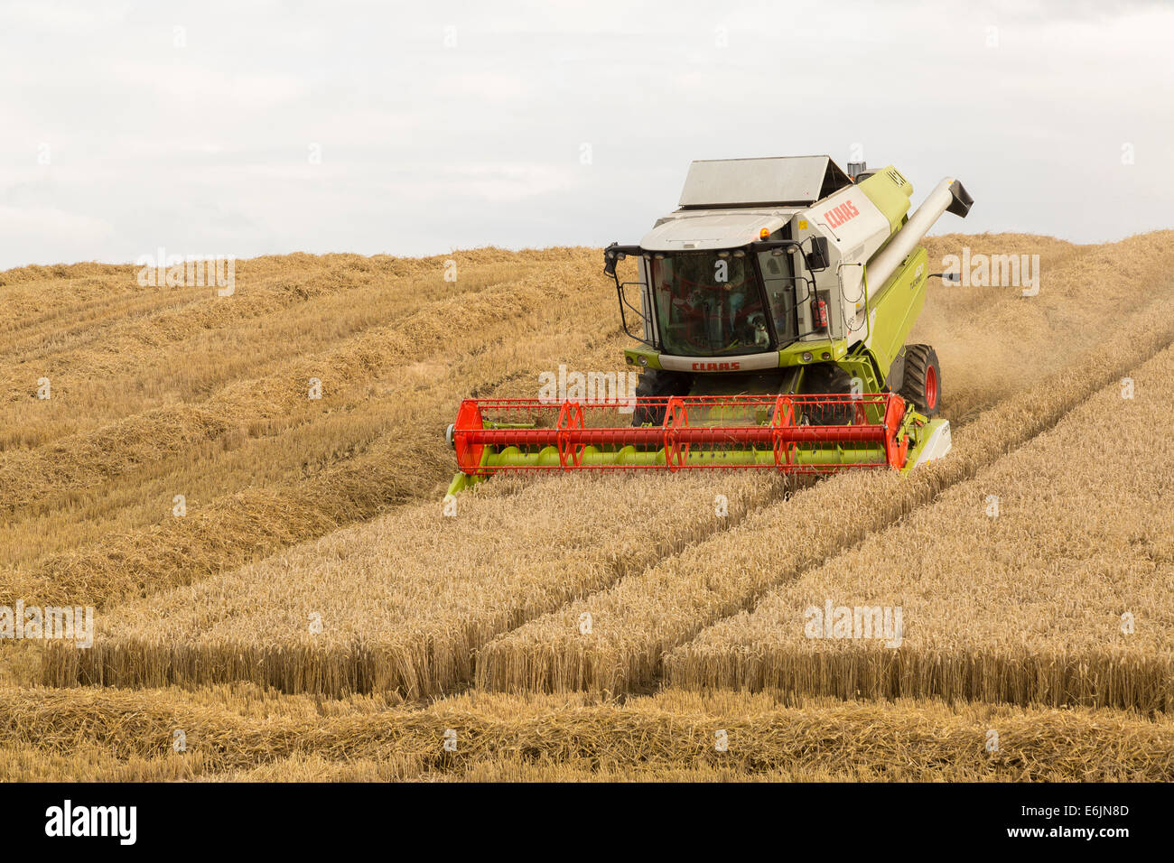 Combine harvester harvesting wheat from a wheat crop. Scotland, UK Stock Photo