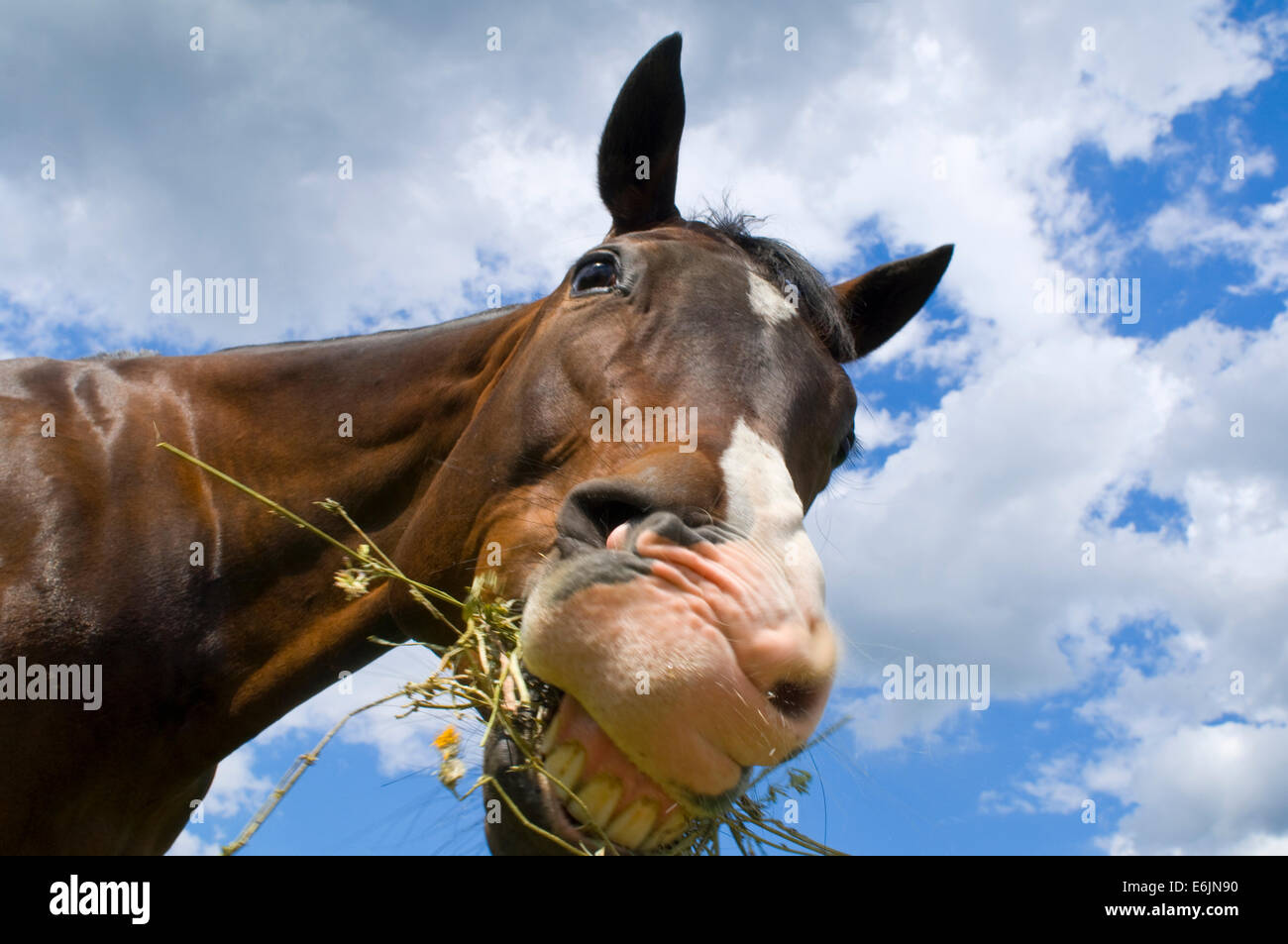Originally called the Celebrated American Quarter Running Horses by