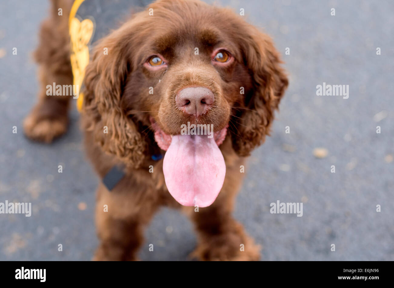 A brown, panting dog, known as a 'mutt' wags his tail while at a fundraiser and adoption event for homeless dogs. He a mixed bre Stock Photo