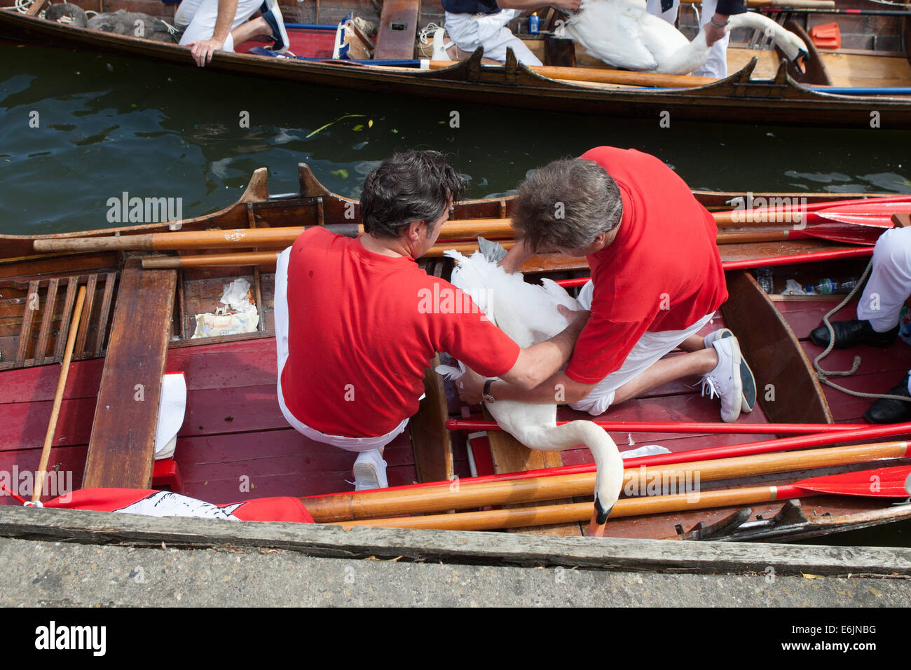 The annual ceremony of Swan Upping on the River Thames in WIndsor. Stock Photo