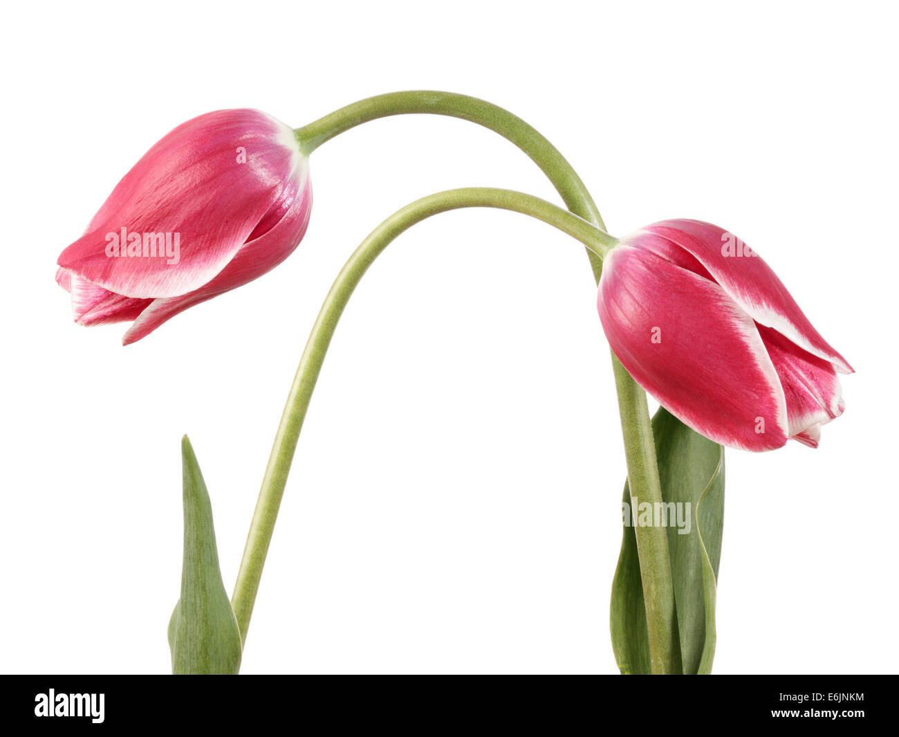Tulips. Two pink flowers isolated on a white background Stock Photo - Alamy