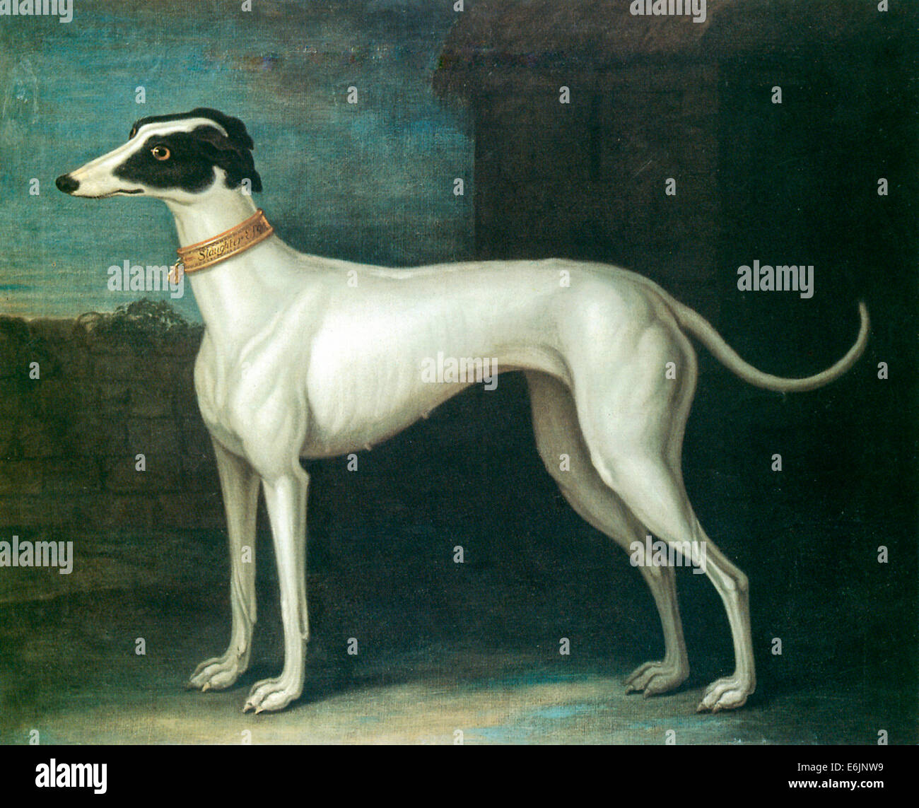Greyhound Painting, Eighteenth Century illustration of a favourite dog Stock Photo
