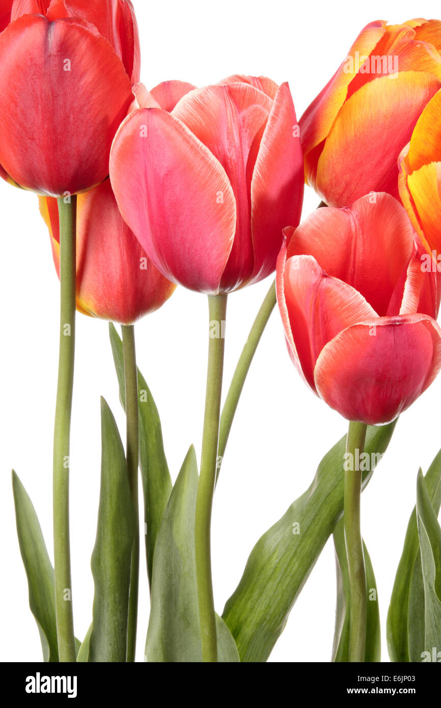 Tulips. Spring flowers isolated on a white background Stock Photo - Alamy