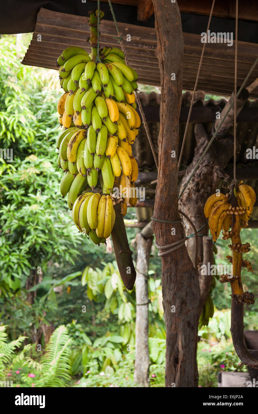 Galapagos Coffee bean farm Stock Photo Alamy