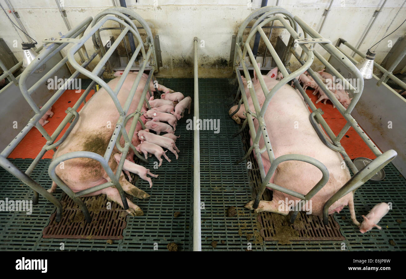 Breeding sows feed their offspring in a hog feeding farm in Rethwisch, Germany, 19 August 2014. Photo: Axel Heimken/dpa Stock Photo