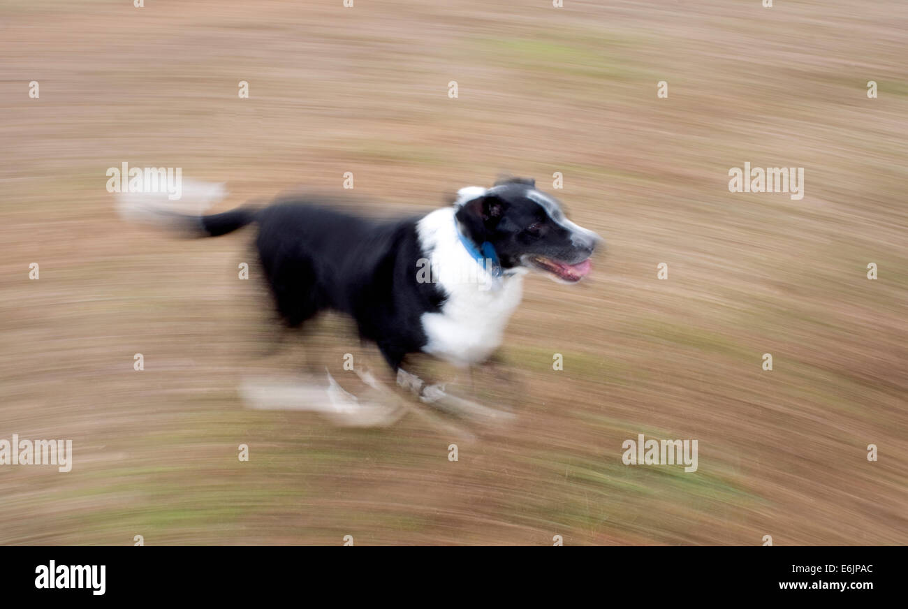 A male black and white canine, known as a 'mutt', running through an open field in Raleigh, NC. He ia mixed breed consisting of Stock Photo