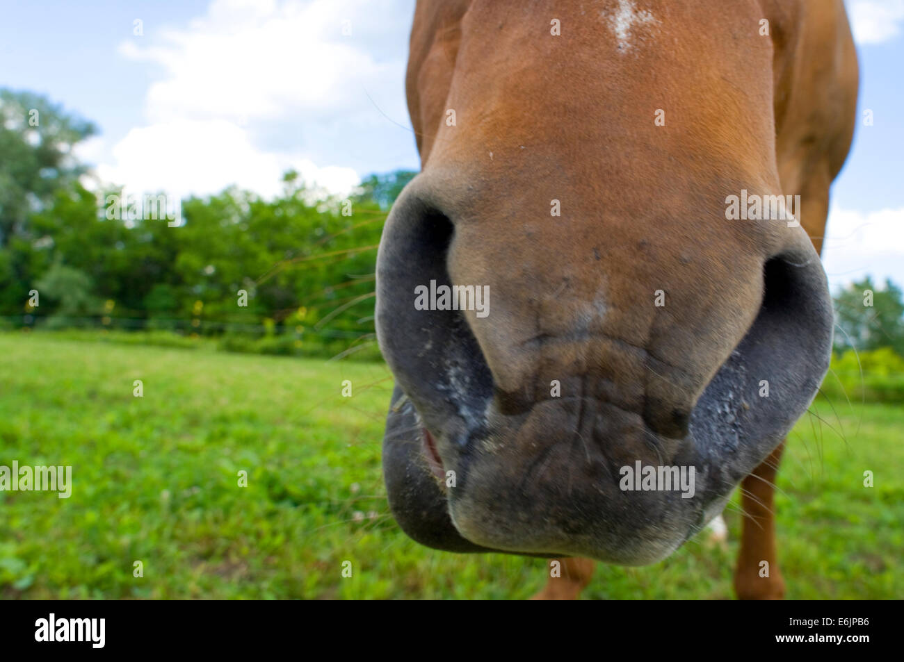 Originally called the Celebrated American Quarter Running Horses by English colonists in the 1600s, the American Quarter Horse w Stock Photo