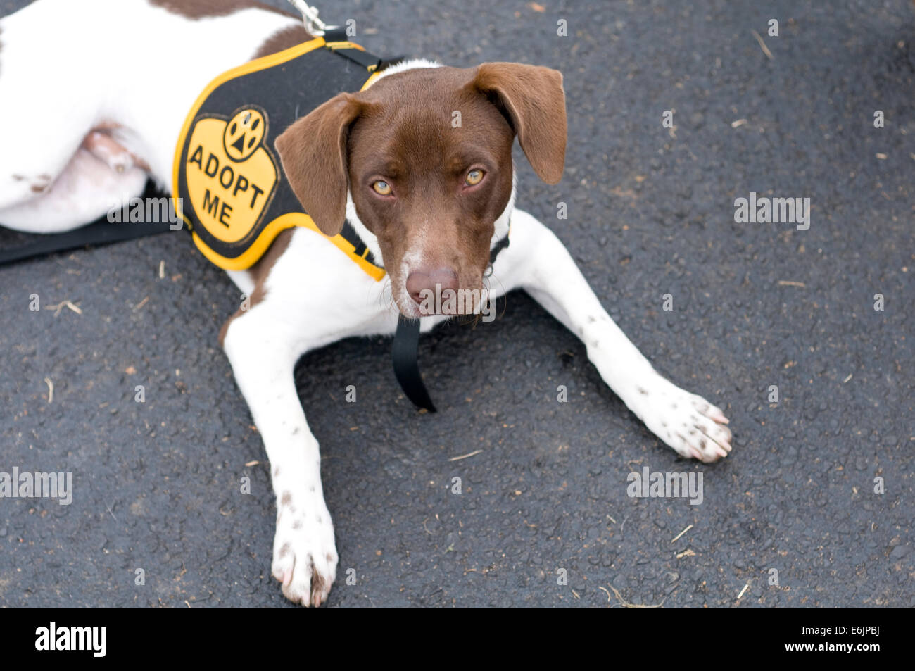 A mixed breed dog wearsing an 'adopt me' cape at a charity event where dogs were up for adoption. He has some Pointer in his blo Stock Photo